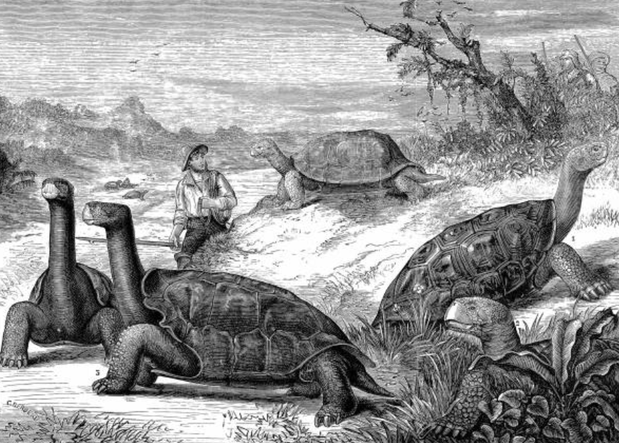 이 아종의 유전자는, 아무도 몰랐던 방식으로, 먼 섬의 후손들 안에 살아남아 있었기 때문이다. ©Getty Images