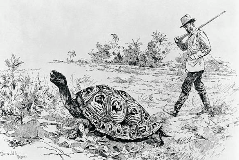 그 결과 플로레아나(Floreana) 섬에서는 1840년대에 이 섬 고유의 거대 거북 아종이 완전히 자취를 감추게 되었다. ©Getty Images
