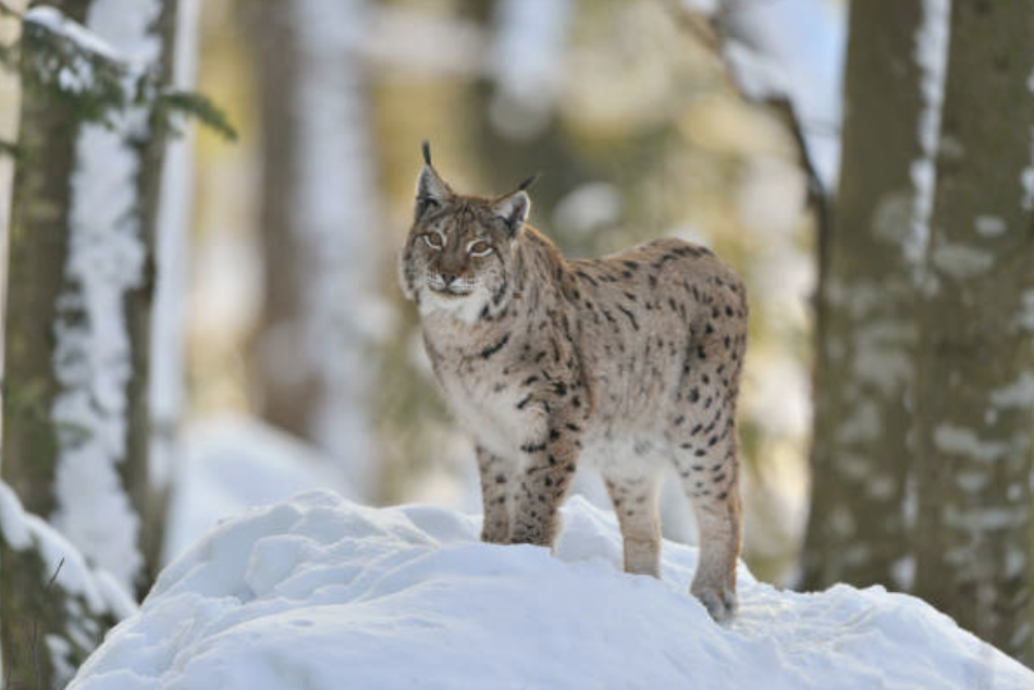 연구진은 각 개체의 유전자 지도를 분석하여 현재 야생에 퍼져 있는 군집과 유전적으로 얼마나 보완 관계에 있는지를 확인한다. ©Getty Images