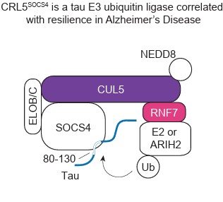 CRL5–SOCS4 복합체는 타우에 유비퀴틴을 직접 붙이는 E3 유비퀴틴 리가아제로, 알츠하이머병에서 뉴런 생존과 연관된 치매 회복탄력성 인자로 확인됐다. ⒸCELL