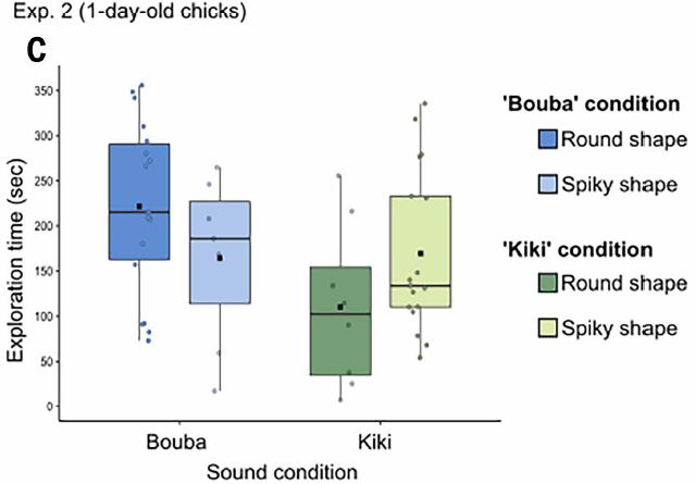 병아리도 ‘부바’와 둥근 모양을, ‘키키’와 뾰족한 모양을 연결시킬 수 있었다. ⒸScience