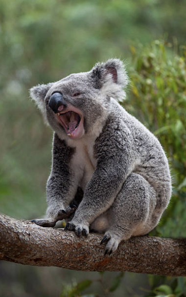 귀여운 외모와 하루 20시간에 달하는 수면 시간, 그리고 영양가는 낮고 독성은 강한 유칼립투스잎만 고집하는 기묘한 식습관까지. 코알라는 언뜻 보기에 평화롭고 단순한 삶을 영위하는 동물처럼 보인다. ©Getty Images