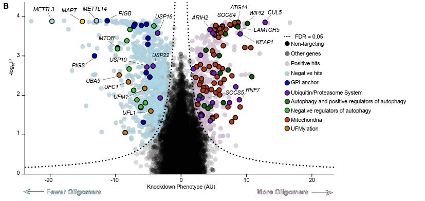 ​전장 유전체 CRISPRi 스크린 결과. 오른쪽(분홍색)은 억제 시 타우 올리고머가 증가하는 유전자, 왼쪽(하늘색)은 감소하는 유전자이며, CUL5·SOCS4(유비퀴틴-프로테아좀)이 주요 조절 인자로 나타났다. ⒸCELL 