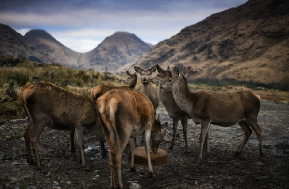 천적의 부재가 가장 근본적이다. ©Getty Images