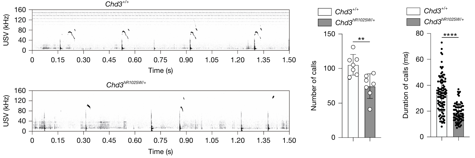 CHD3 돌연변이 마우스는 정상 마우스에 비해 울음소리의 횟수와 길이가 적었다. ⒸNature