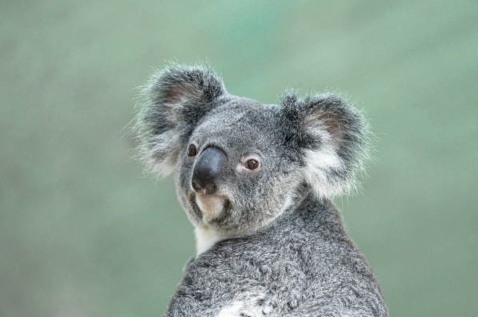 이들은 시작은 높은 다양성과 함께 행해졌으나, 인구 감소로 인해 해로운 돌연변이를 제거하거나 이로운 조합을 만들어내는 속도가 현저히 떨어졌다. ©Getty Images