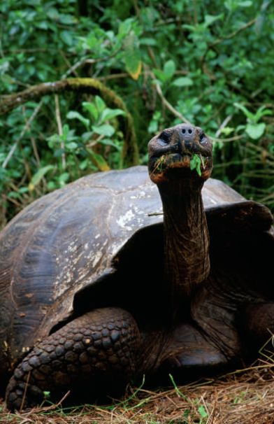 이 복원 프로젝트의 과학적 출발점은 2008년으로 거슬러 올라간다.  ©Getty Images