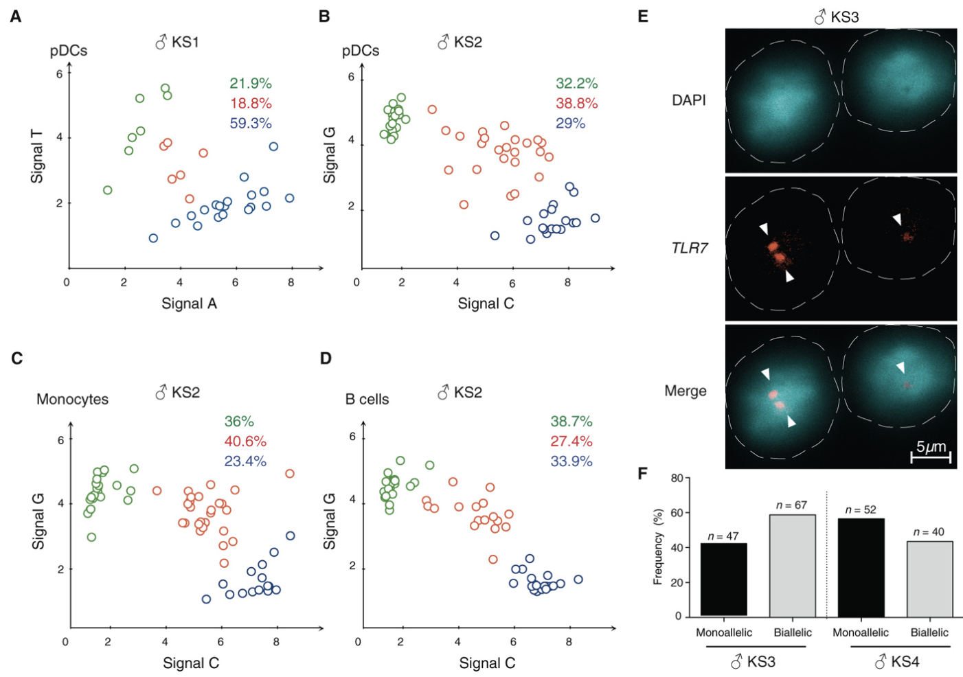 면역 반응을 촉발하는 TLR7 유전자는 X염색체 상에 위치하는데, 여성은 두 개의 X염색체에서 이 유전자가 모두 발현되는 '비활성화 탈출(Escape)' 현상을 보인다. ©Mélanie Souyris et al. 2018