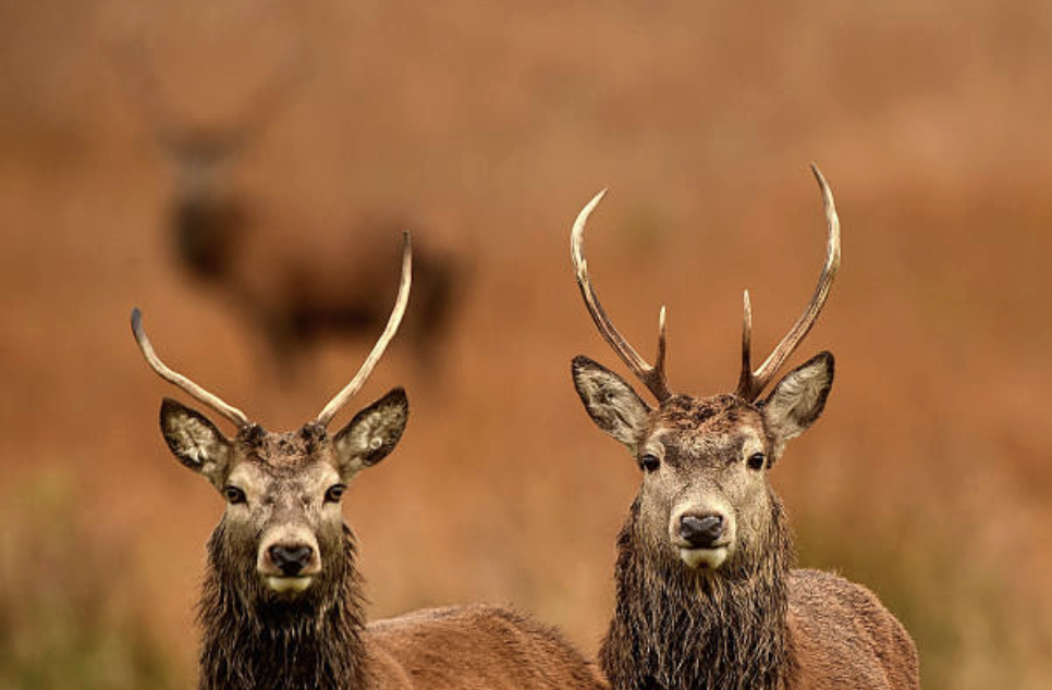 자연부 장관 메리 크리아는 "삼림이 번성하고 작물이 더 잘 보호받을 수 있도록 지주와 농민이 사슴으로 인한 문제를 해결하는 데 정부가 헌신할 것"이라고 밝혔다. ©Getty Images