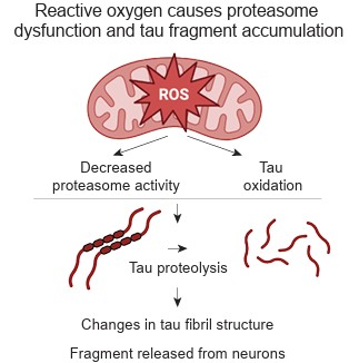 활성산소(ROS)가 프로테아좀 기능을 저하시켜 타우의 비정상적 단백질 분해를 유도하고, 타우 섬유 구조를 변화시키는 조각이 뉴런 밖으로 분비된다. ⒸCELL 