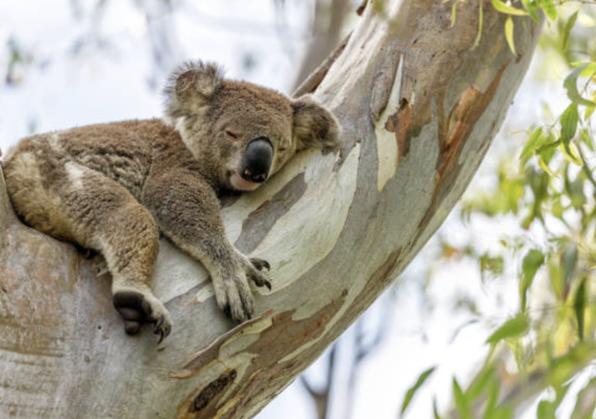 해당 코알라의 사례는 인간의 파괴적인 행동으로 벼랑 끝에 몰린 생명체들이라도, 적절한 보호와 시간만 주어진다면 자연의 놀라운 복원력을 통해 다시 일어설 수 있음을 보여준다. ©Getty Images
