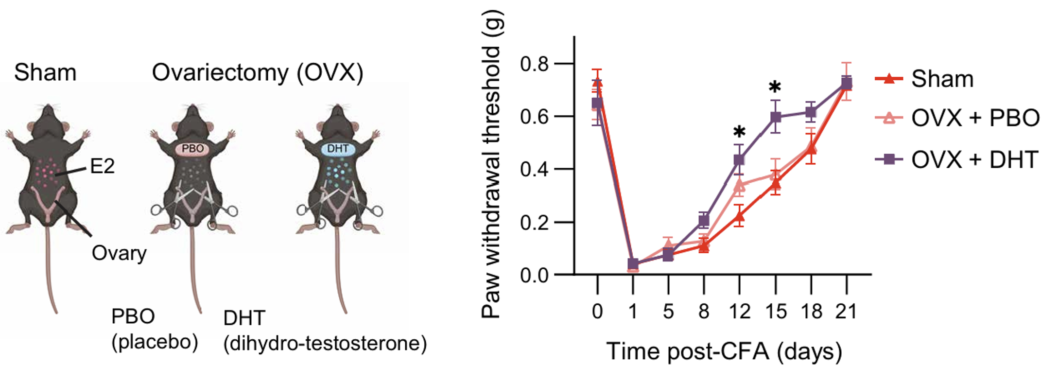 암컷 마우스에서 난소를 제거한 후 남성 호르몬(DHT)를 주입하자 통증 회복 속도가 빨라졌다. ⒸSci Immunol
