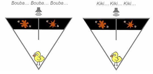 갓 부화한 병아리에게 ‘부바’ 또는 ‘키키’ 소리를 들려주고 어느 도형에 접근하는지 관찰하였다. ⒸScience