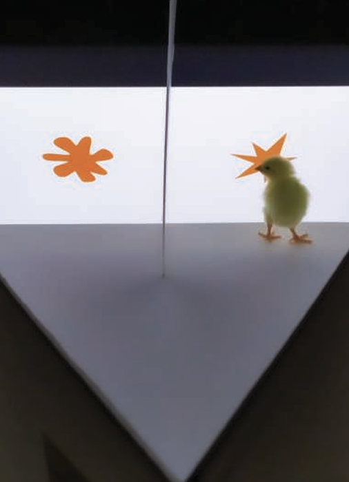 병아리를 대상으로 부바-키키 효과를 확인해 보았다. ⒸScience