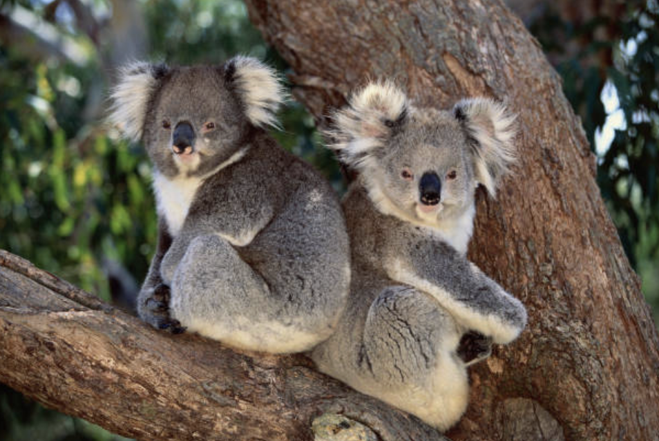 멸종의 문턱에서 되살아난 코알라
