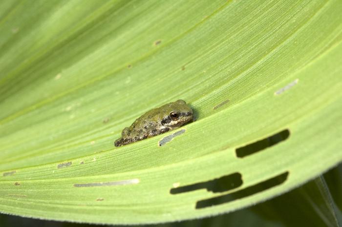 ▲ 수컷 시에라 나무개구리는 기온에 따라 울음소리를 바꾸는 것으로 나타났다. ⒸBrian Todd/UC Davis