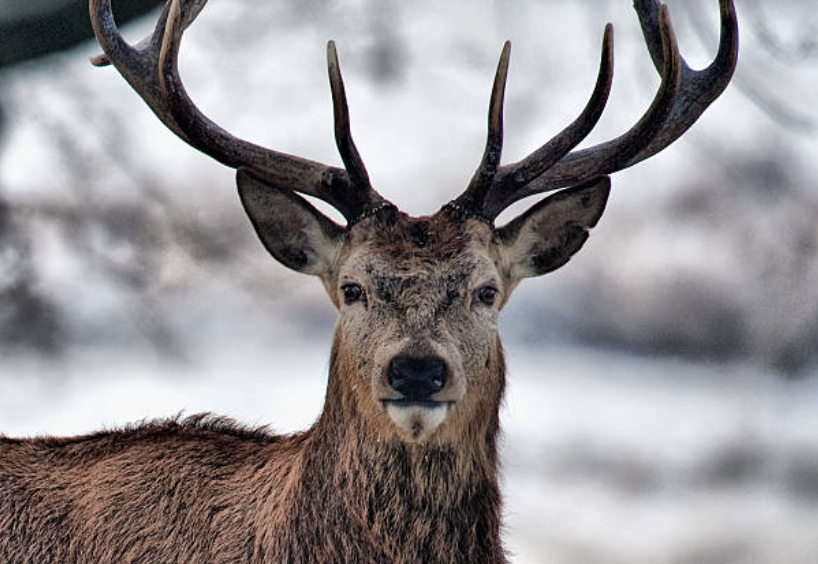 농경지의 피해도 크다. 당근밭을 뒤지고 감자를 땅에서 파내는 사슴 떼로 인해 일부 농장은 연간 수억 원에 달하는 손실을 감수해야 한다. ©Getty Images