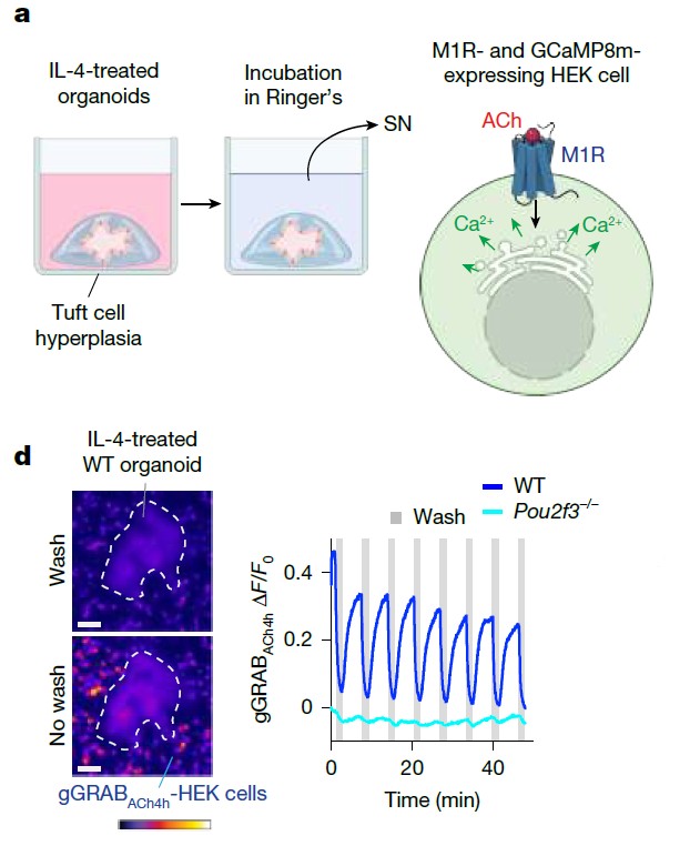 감염이 본격화된 후 나타나는 지속적인 미주신경 활성화와 그에 따른 식욕 부진은 장내 상피세포의 기능적 변화에 따른 것이다. ⒸNature  