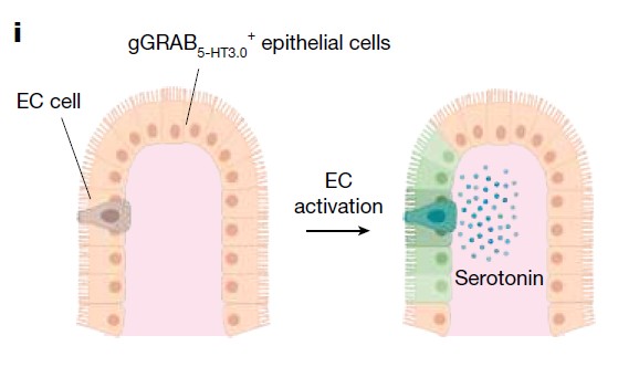 터프트 세포가 방출한 아세틸콜린이 EC 세포를 자극해 세로토닌을 분비하게 만드는 과정을 통해 우리 몸은 감염과 싸울 준비를 시작한다. ⒸNature 