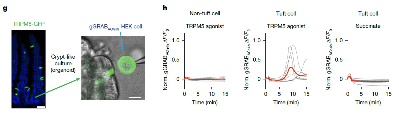 기생충을 감지한 터프트 세포(Tuft cell)가 방출한 아세틸콜린(ACh)이 인접한 엔테로크로마핀(EC) 세포의 수용체를 자극하여 세로토닌(5-HT) 분비를 유도하고 있다. ⒸNature