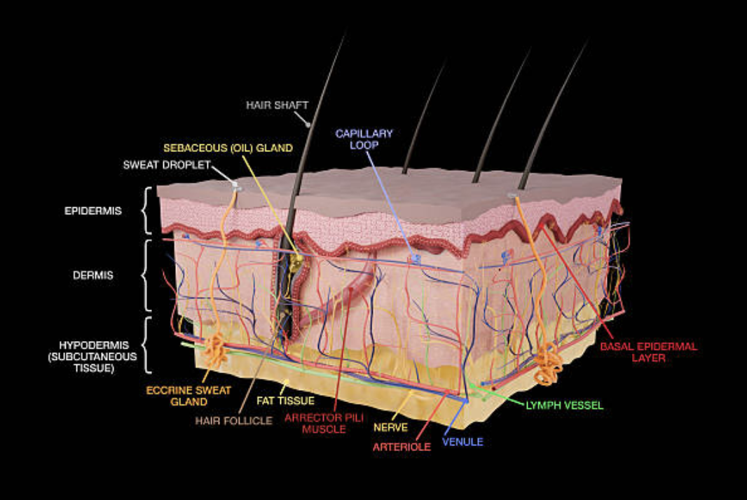 문제는 세라마이드가 나이가 들수록 줄어든다는 것이다.  ©Getty Images