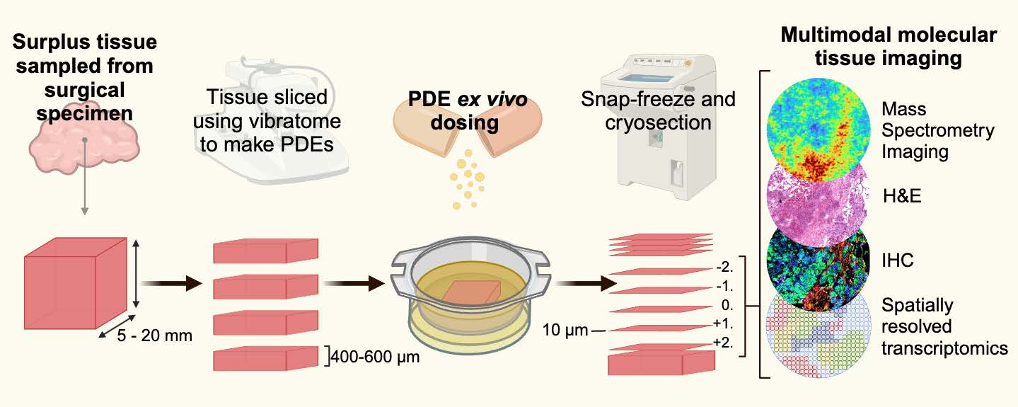 환자 유래 엑스플란트(explant)에 약물을 처리한 후 다양한 분석법을 적용하였다. ⒸNat Commun