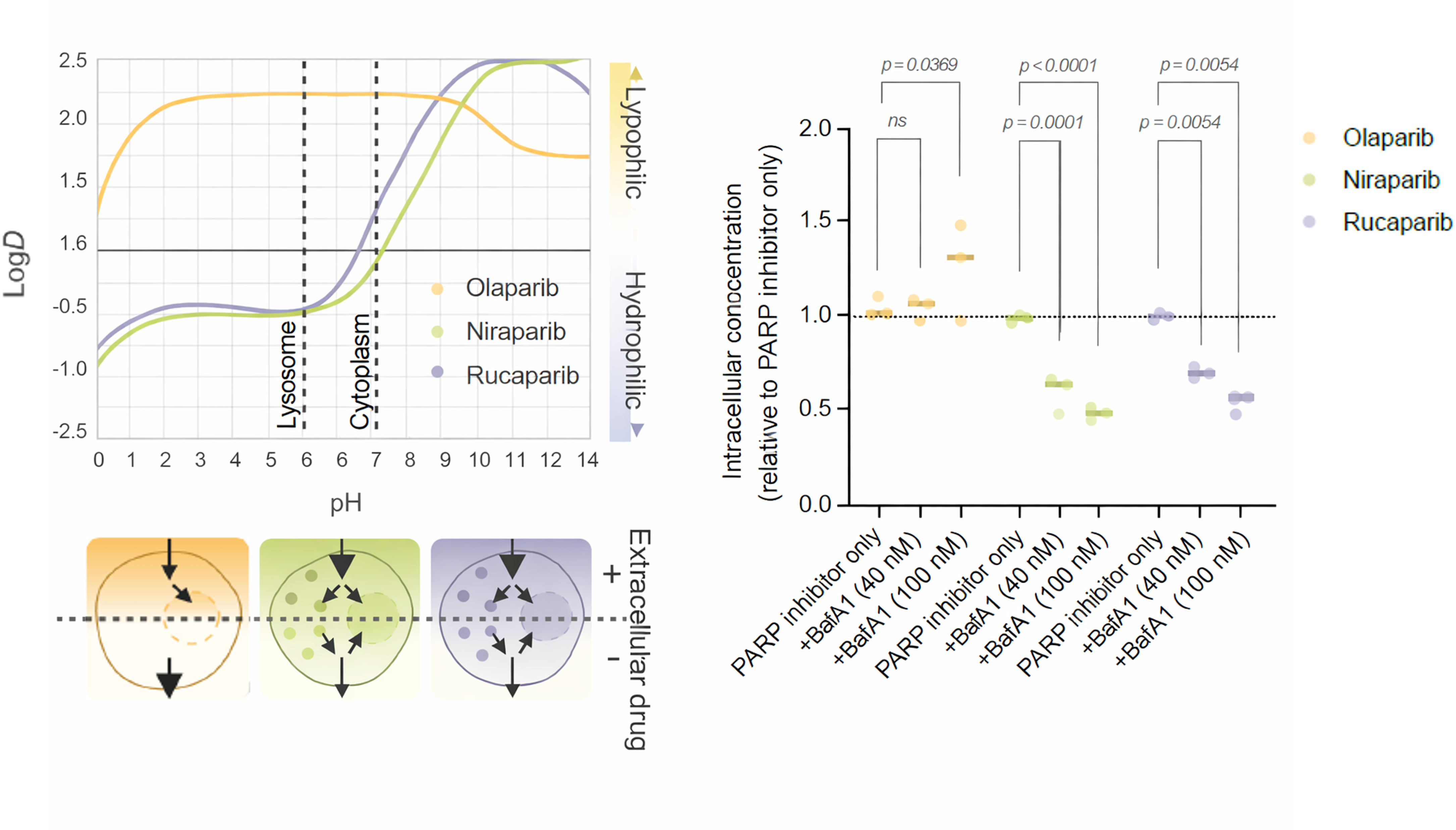 산성 환경에서 양전하를 띠는 PARP 억제제는 리소좀에서 빠져나오기 어려워진다. ⒸNat Commun