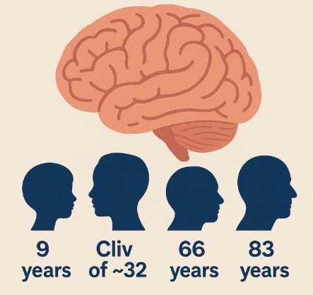 인간의 뇌는 9세(기초 다지기), 32세(통합 정점), 66세(전문화), 83세(핵심 최적화)라는 네 번의 결정적인 전환점을 거치며 네트워크 구조를 재편한다. ⒸShutterstock