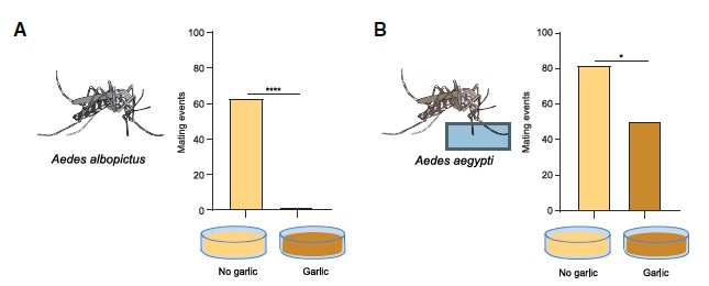 흰줄숲모기(Aedes albopictus)와 이집트숲모기(Aedes aegypti)모두 특히 10% 마늘 퓌레 조건에서 짝짓기 빈도가 유의미하게 감소하는 결과를 확인했다. ⒸCell