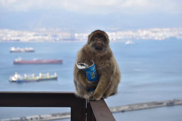 ▲ 감자칩을 먹고 있는 지브롤터의 원숭이 ⒸMartin Nicourt/Gibraltar Macaques Project