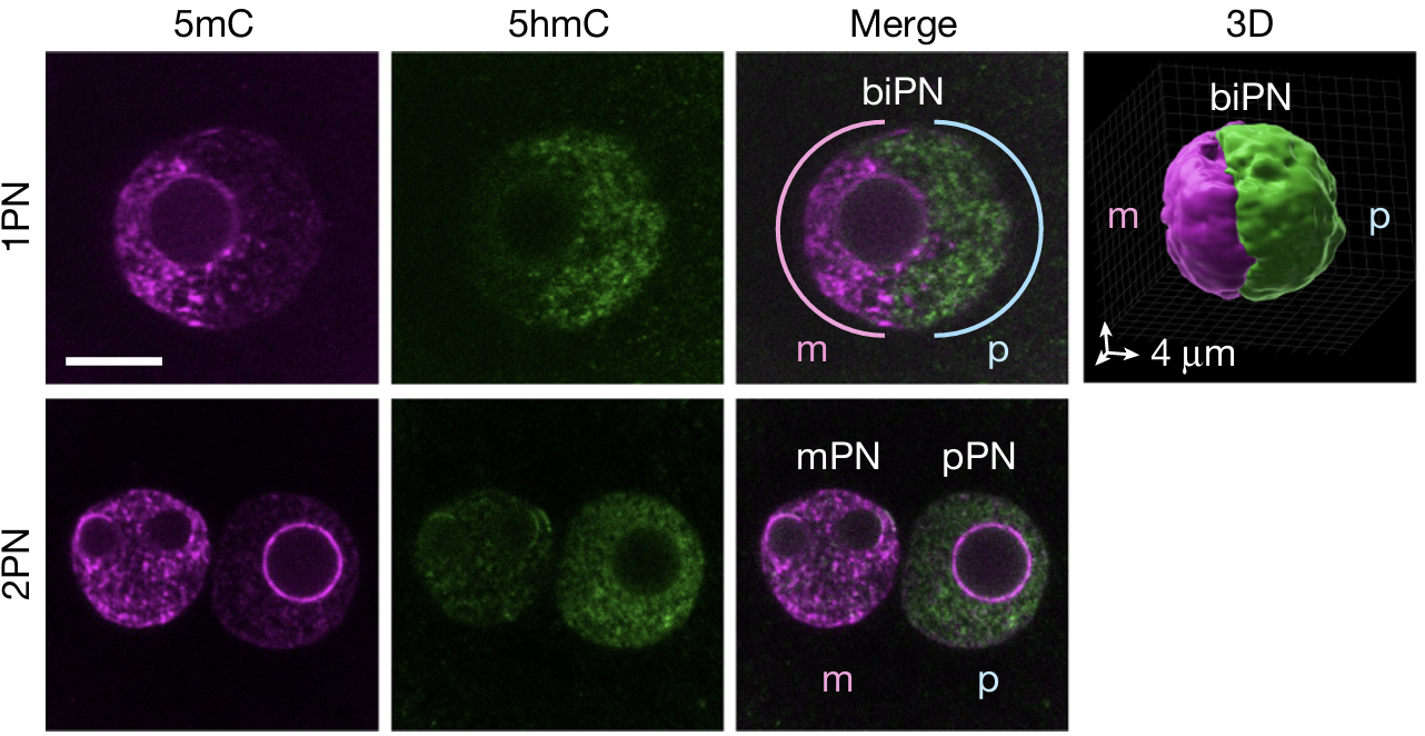 2PN 수정란과 달리 1PN 수정란은 하나의 전핵 안에 부모 유래 DNA가 따로 배치되어 있다. ⒸNature