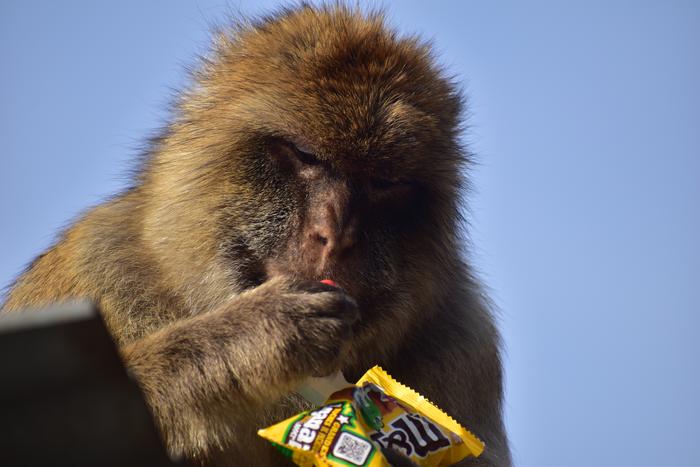 ▲ 초콜릿 한 봉지를 다 먹어 치워버린 지브롤터의 원숭이 ⒸMartin Nicourt/Gibraltar Macaques Project