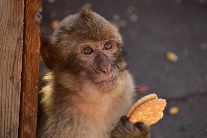 ▲ 관광객이 두고간 비스킷을 먹고 있는 지브롤터의 원숭이 ⒸMartin Nicourt/Gibraltar Macaques Project