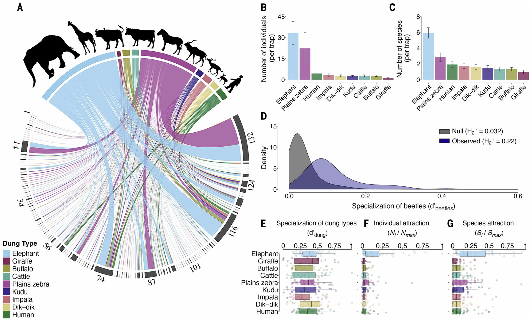 쇠똥구리가 가장 좋아하는 자원은 코끼리 똥이었다. ⒸScience