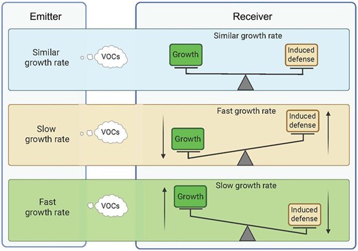 ▲ 성장 속도가 유사한 식물의 VOC에는 영향을 받지 않지만, 느리게 성장하는 식물의 VOC에 노출되면 성장을 줄이고, 방어에 대한 투자를 늘린다. 반대로 빠르게 성장하는 식물의 VOC에 노출되면 방어 태세를 줄이는 대신 성장을 증가시킨다. ⒸJournal of Experimental Botany