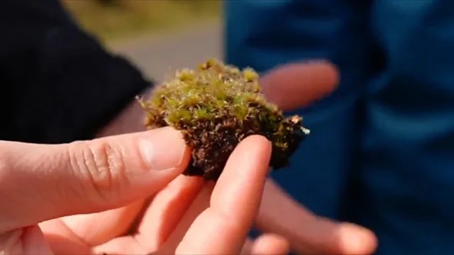 이끼 고사 곰팡이(moss die-back fungus) ©BBC
