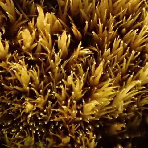 이끼 고사 곰팡이(moss die-back fungus) ©BBC