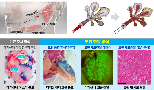 그림6. 도관을 따라 전달된 치료제는 타액선 전체에 고르게 도달 ⓒ고려대학교 안암병원