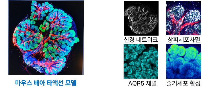 그림4. 신경·혈관·줄기세포가 함께 살아 있는 배아 타액선 모델 ⓒ고려대학교 안암병원
