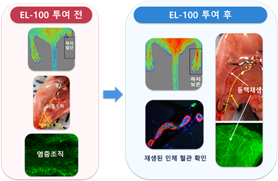 [그림 3] 하지허혈 동물 모델에서 EL-100 투여한 모습 ⓒ(주)엘피스셀테라퓨틱스