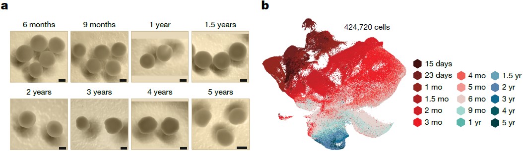 오래 배양한 뇌 오가노이드에서 각 시점별로 단일세포 RNA 시퀀싱을 진행하였다. ⒸNature