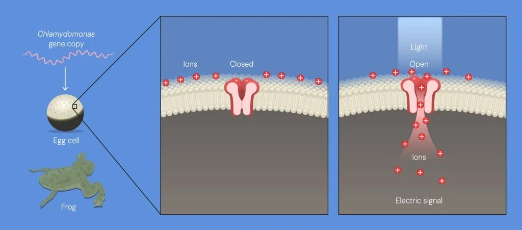 Nagel과 Hegemann이 개구리 난자에 클라미도모나스(Chlamydomonas) 유전자를 도입하자, 난자 표면에 위치하는 이온 통로 단백질이 생성되기 시작했다. 연구진이 이온 통로에 빛을 비추자 통로가 열렸고, 이를 통해 이온이 이동하며 전기 신호가 발생했다.©The Nobel Committee for Physiology or Medicine. Ill. Mattias Karlén