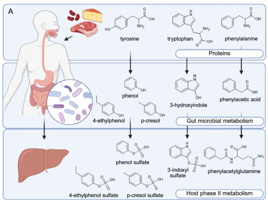 장내 미생물이 단백질을 분해해 만드는 대사물질의 생성 경로. ⓒNature Communications 