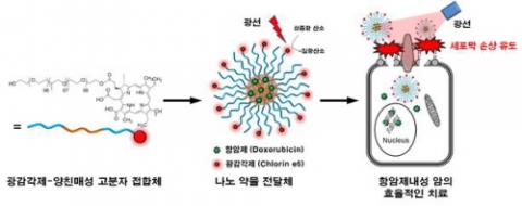 항암제 내성 암세포에 작용하는 나노약물전달체의 모식도. 광감작제(붉은색)를 포함한 양친매성 고분자(왼쪽)와 항암제(녹색)의 자가조립을 통해 나노입자(가운데)를 제조한 후 빛(레이저)을 조사하면 나노입자가 활성산소를 생성해 세포막 손상을 유도하면서 항암제가 항암제 내성 암세포로 효율적으로 전달된다. ⓒ 한국연구재단