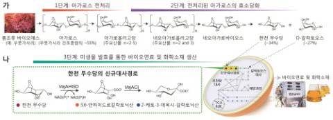 홍조류 바이오매스로부터 바이오연료 및 화학소재 생산 과정. (가) 우뭇가사리 같은 홍조류를 구성하는 주요 탄수화물인 아가로스에 대한 전처리(1단계)와 당화 공정(2단계)을 통한 한천 무수당과 D-갈락토오스 생산과정. (나) 한천 무수당의 신규 대사경로를 도입한 재조합 생물 발효를 통한 바이오연료 및 화학소재 생산원리 모식도. ⓒ 한국연구재단