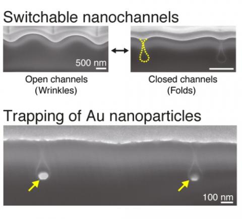 주름(Wrinkle, open channel)과 접힘(fold, closed channel)을 이용한 개폐식 나노 채널 단면 SEM 이미지 (위) 나노 접힘 구조 속에 포집되어있는 금 나노입자 (노란색 화살표) ⓒ KIST