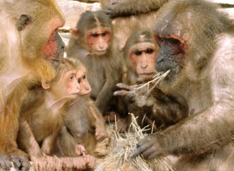 아프리카・아시아산 원숭이의 하나인 마카크(macaques). 사람처럼 자폐증을 갖고 있는 원숭이로 중국에서 GM원숭이로 개발돼 자폐증 치료법을 개발하는데 활용되고 있다. ⓒ Wikipedia