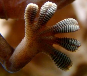 견인용 로봇의 흡착력은 도마뱀붙이의 발판을 모사했다 ⓒ Stanford.edu