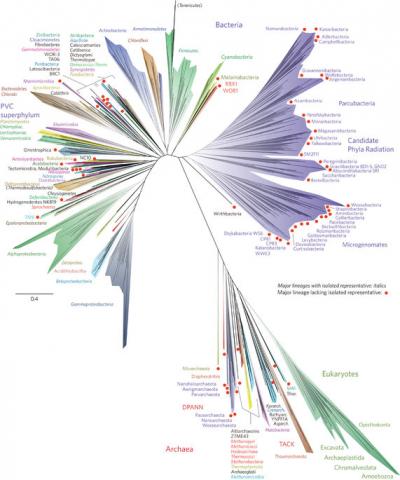 미생물학자들이 주도해 작성한 '생명의 나무(Tree of Life)' 진화 계통도. 박테리아서부터 시작해 고등생물로 진화해나가는 모습을 보여주고 있다.