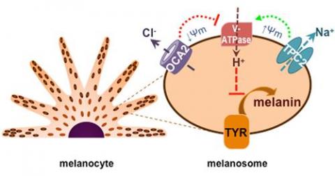 멜라닌 형성 세포(melanocyte, 왼쪽)에서 멜라닌 형성 기관인 멜라노좀(melanosome)을 확대한 모습. 멜라노좀에서 OCA2와 TPC2가 이온 농도를 조절한다. ⓒ 사이언티픽 리포츠